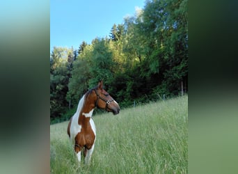 Pintos, Jument, 12 Ans, 170 cm, Pinto