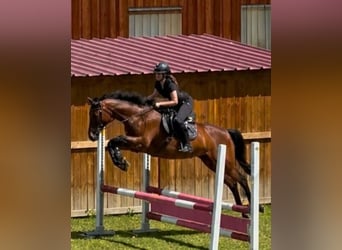 Pintos Croisé, Jument, 14 Ans, 160 cm, Bai