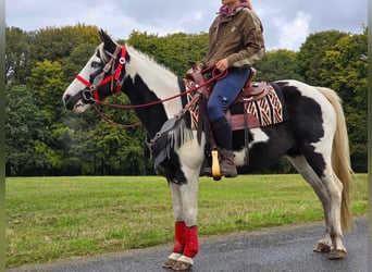 Pintos, Jument, 16 Ans, 148 cm, Pinto