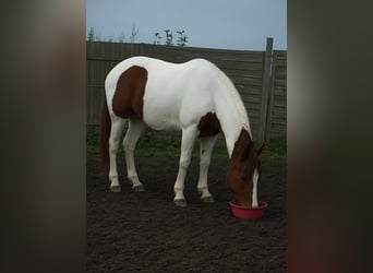 Pintos Croisé, Jument, 16 Ans, 150 cm, Pinto