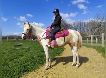 Pintos, Jument, 1 Année, 155 cm, Pinto