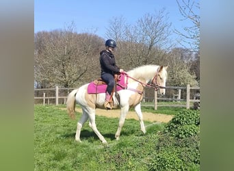 Pintos, Jument, 1 Année, 155 cm, Pinto