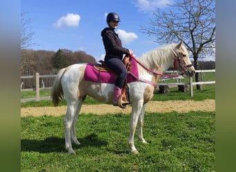 Pintos, Jument, 1 Année, 155 cm, Pinto