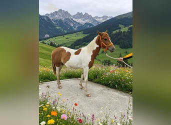 Pintos, Jument, 1 Année, 160 cm, Pinto