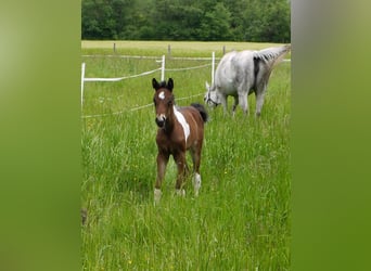 Pintos, Jument, 1 Année, 165 cm, Tobiano-toutes couleurs