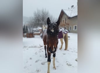 Pintos, Jument, 1 Année, 165 cm, Tobiano-toutes couleurs