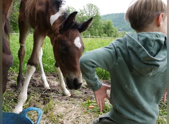 Pintos, Jument, 1 Année, 165 cm, Tobiano-toutes couleurs