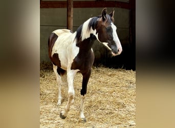 Pintos, Jument, 1 Année, 167 cm, Pinto