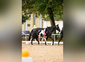 Pintos, Jument, 1 Année, 168 cm, Pinto