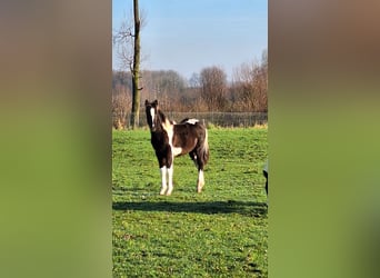 Pintos, Jument, 1 Année, Tobiano-toutes couleurs