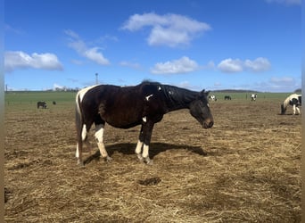 Pintos Croisé, Jument, 20 Ans, 160 cm, Pinto
