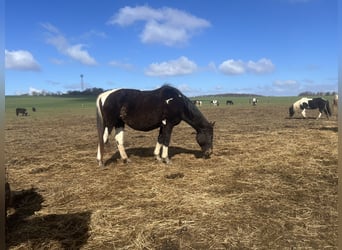 Pintos Croisé, Jument, 20 Ans, 160 cm, Pinto