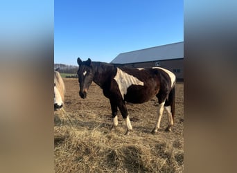 Pintos Croisé, Jument, 20 Ans, 160 cm, Pinto