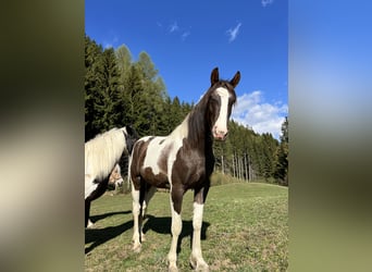 Pintos Croisé, Jument, 2 Ans, 155 cm, Pinto