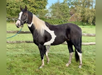 Pintos, Jument, 2 Ans, 158 cm, Pinto