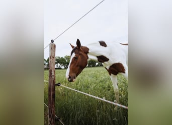 Pintos, Jument, 2 Ans, 162 cm, Pinto