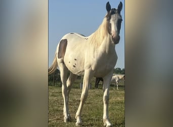 Pintos, Jument, 2 Ans, 165 cm, Pinto