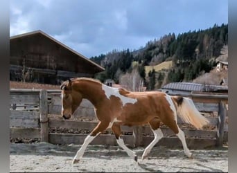 Pintos Croisé, Jument, 2 Ans, Bai