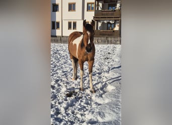 Pintos Croisé, Jument, 3 Ans, 145 cm, Pinto