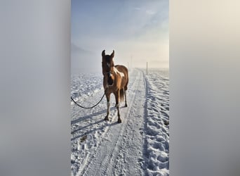Pintos Croisé, Jument, 3 Ans, 145 cm, Pinto