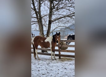 Pintos Croisé, Jument, 3 Ans, 150 cm, Pinto