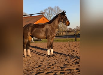 Pintos, Jument, 3 Ans, 170 cm, Bai brun