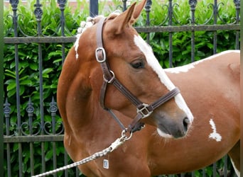 Pintos Croisé, Jument, 4 Ans, 140 cm