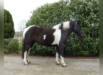Pintos, Jument, 4 Ans, 144 cm, Pinto