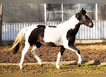 Pintos Croisé, Jument, 4 Ans, 152 cm, Pinto