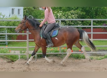 Pintos, Jument, 4 Ans, 152 cm, Pinto