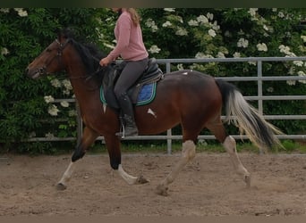 Pintos, Jument, 4 Ans, 152 cm, Pinto