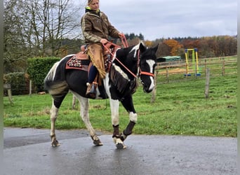 Pintos, Jument, 4 Ans, 154 cm, Pinto