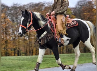 Pintos, Jument, 4 Ans, 154 cm, Pinto