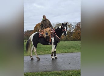 Pintos, Jument, 4 Ans, 154 cm, Pinto