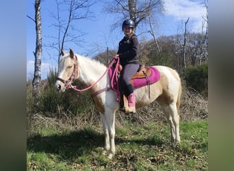 Pintos, Jument, 4 Ans, 155 cm, Pinto