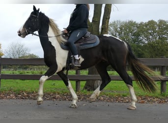 Pintos, Jument, 4 Ans, 158 cm, Pinto