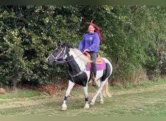 Pintos, Jument, 5 Ans, 148 cm, Pinto