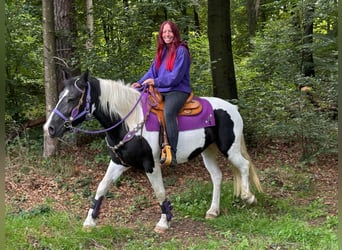 Pintos, Jument, 5 Ans, 148 cm, Pinto