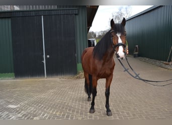 Pintos Croisé, Jument, 5 Ans, 155 cm, Bai