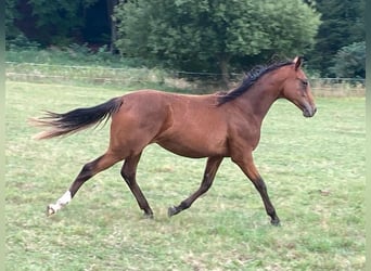 Pintos, Jument, 5 Ans, 155 cm, Bai