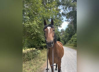 Pintos Croisé, Jument, 5 Ans, 160 cm, Bai