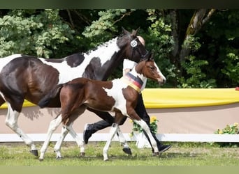 Pintos, Jument, 5 Ans, 160 cm, Pinto