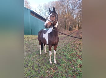 Pintos, Jument, 5 Ans, 160 cm, Pinto