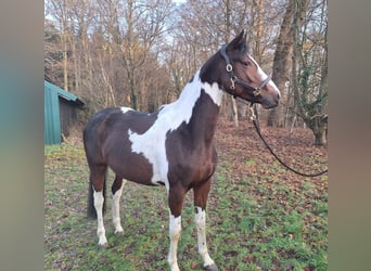 Pintos, Jument, 5 Ans, 160 cm, Pinto