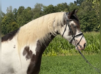 Pintos Croisé, Jument, 5 Ans, Pinto