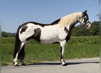 Pintos Croisé, Jument, 5 Ans, Pinto