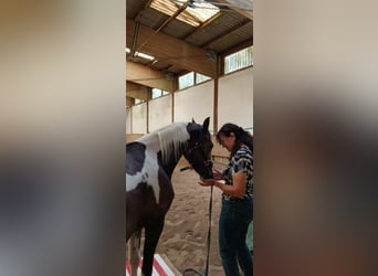 Pintos, Jument, 6 Ans, 130 cm, Pinto