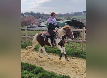 Pintos, Jument, 6 Ans, 140 cm, Pinto