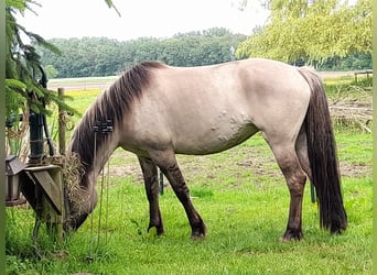 Pintos Croisé, Jument, 6 Ans, 145 cm, Grullo