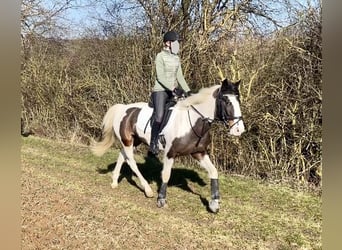 Pintos, Jument, 6 Ans, 150 cm, Pinto